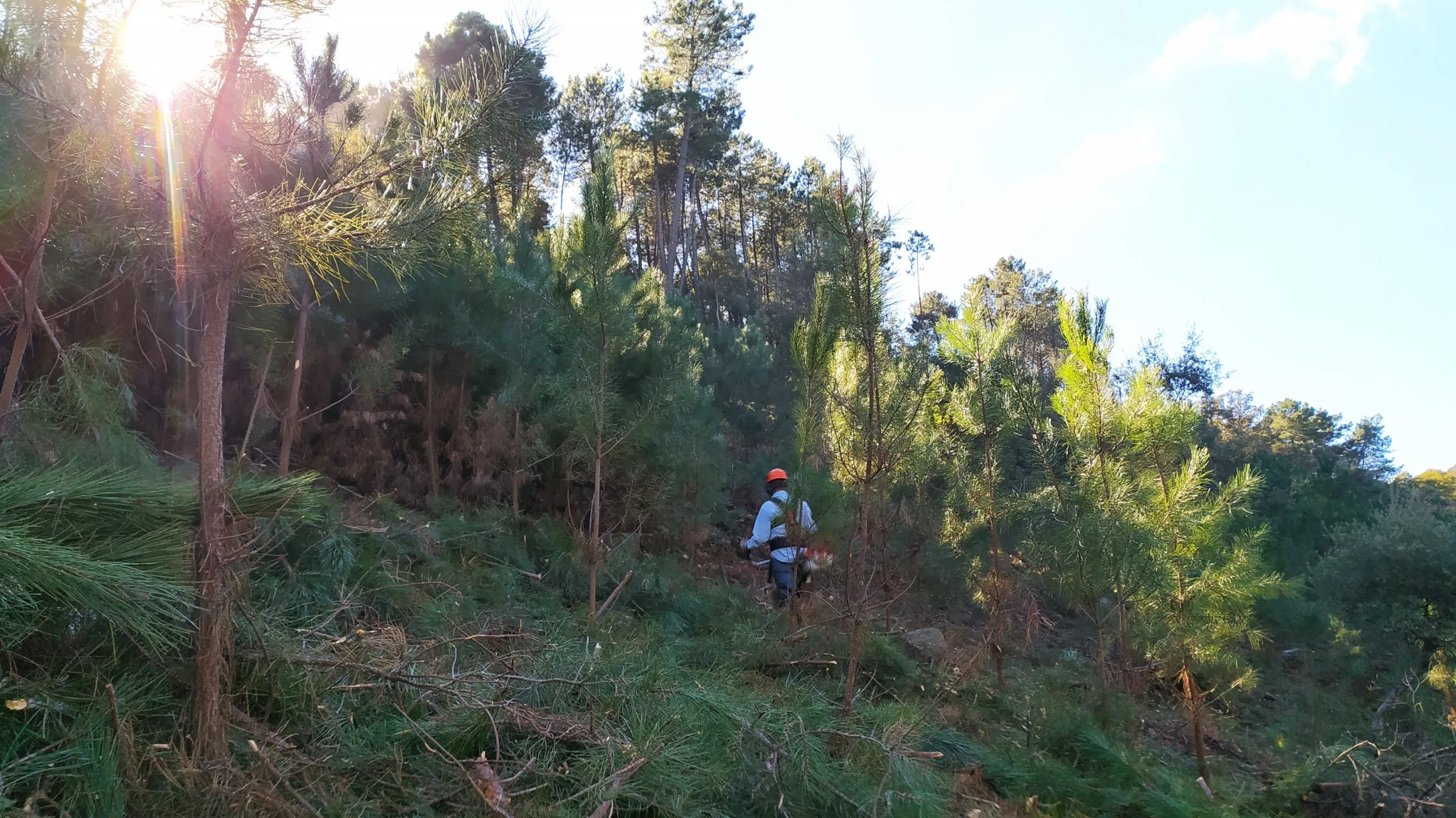Mantenimiento monte.