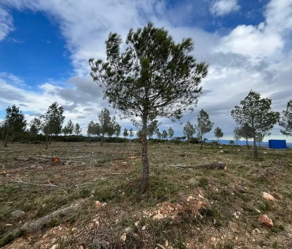Árbol salvado.