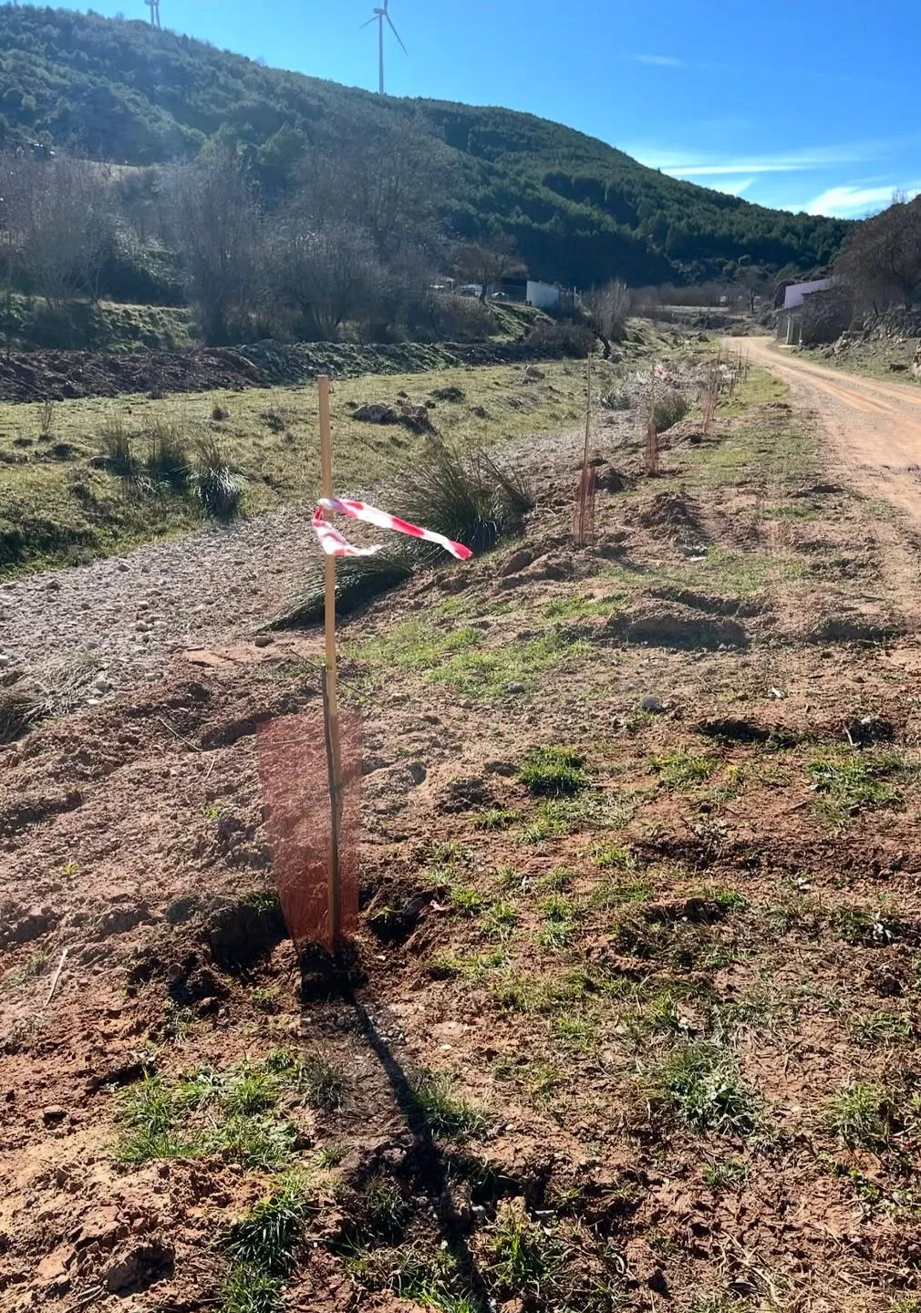 Replantando árboles.